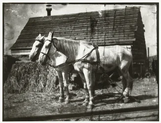 Chevaux sur la route de Cruquius