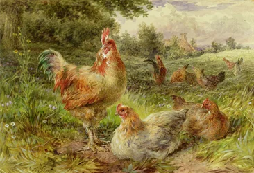 Poules de Cochinchine