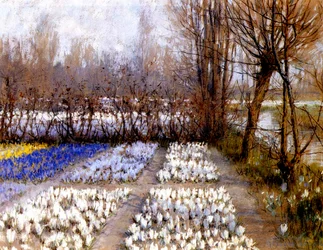 Un champ de crocus au printemps, vers 1889