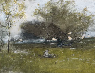 Vieux pommiers