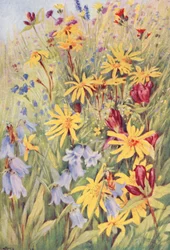 Arnica, la Gentiane brune (G purpurea), Campanule barbue, et le petit Hieracium aurantiacum ardent