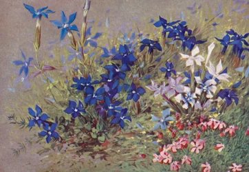 Gentiane printanière, la plante type, et certaines de ses formes