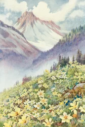 Anémones de soufre sur les pentes du Planet