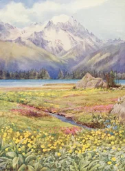 Les champs supérieurs de Champex début juin, avec le Grand Combin au loin