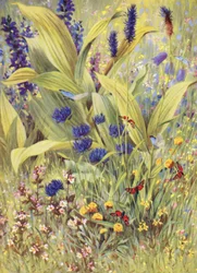 Jeunes plantes de Veratrum album, avec Salvia pratensis, Phyteuma betonicaefolium, P orbiculare, l