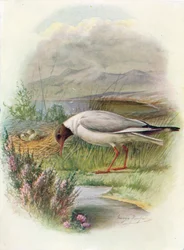 Mouette rieuse - Larus ridibundus, vers 1910, 1910