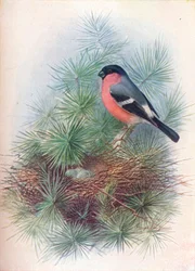 Bouvreuil - Pyrrhua europaea, vers 1910
