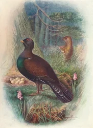 Grand Tétras, vers 1910, 1910