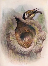 Mésange charbonnière - Parus ater, vers 1910