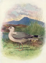 Goéland cendré - Larus canus, vers 1910