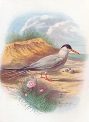 Sterne pierregarin - Sterna fluviatilis, vers 1910
