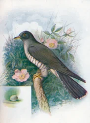 Coucou - Cuculus canorus, c1910
