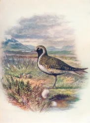 Pluvier doré - Charadrius pluvialis, vers 1910