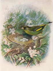 Verdier - Ligurinus chloris, vers 1910, 1910