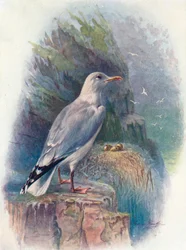Goéland argenté - Larus argentatus, vers 1910