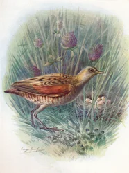Râle des genêts - Crex pratensis, c1910