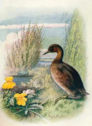 Grèbe castagneux ou dabchick - Podicipes fluviatilis, vers 1910