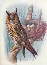 Hibou moyen-duc - Asio otus, vers 1910