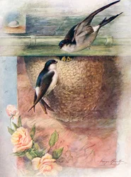 Martin - chelidon urbica, 1910