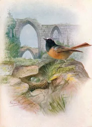 Rougequeue à front blanc - Ruticilla phoenicurus, vers 1910, 1910