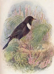 Merle à Plastron - Turdus torquatus, vers 1910