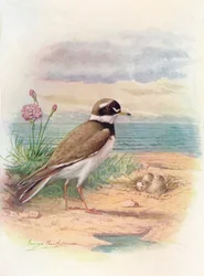 Pluvier à collier interrompu - Aegialitis hiaticola, vers 1910