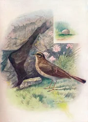 Pipit maritime - Anthus obscurus, vers 1910
