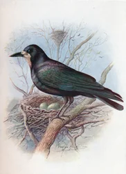 Corbeau - Corvus frugilegus, vers 1910