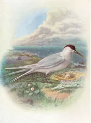 Sterne caugek - Sterna cantiaca, vers 1910, 1910