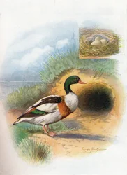 Tadorne de Belon - Tadorna cornuta, vers 1910