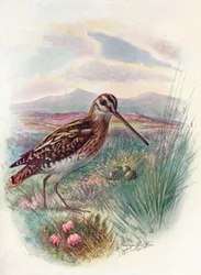 Bécassine - Gallinago coelestis, vers 1910