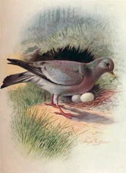 Pigeon colombin - Columba oenas