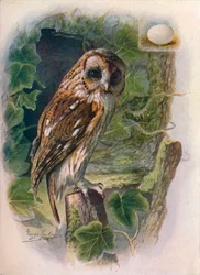 Chouette hulotte - Syrnium aluco, vers 1910