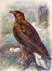 Pygargue à queue blanche ou Aigle de mer - Haliaetus albicilla, vers 1910