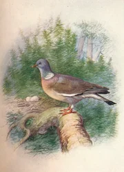 Pigeon ramier ou tourterelle - Columba palumbus, vers 1910, 1910