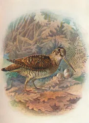 Bécasse des bois - Scolopax rusticula, vers 1910, 1910