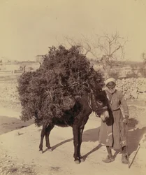 Âne portant une charge de racines et de brindilles pour le combustible, Palestine, vers 1900