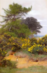 À la lisière de Shere Heath