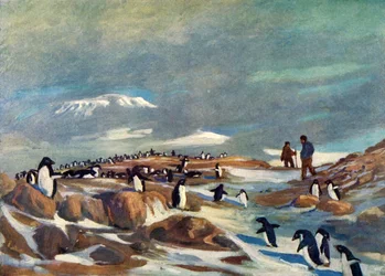 Retour des pingouins, vers 1908, 1909