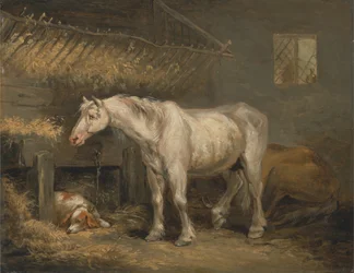 Vieux chevaux avec un chien dans une écurie