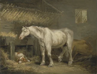 Vieux chevaux avec un chien dans une écurie