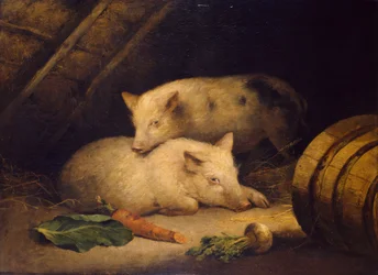 Cochons, fin du 18e siècle