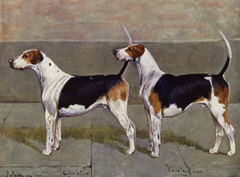 Les chiens de chasse de Puckeridge, Colonist et Cardinal