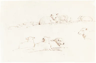 Études de moutons dans un pâturage