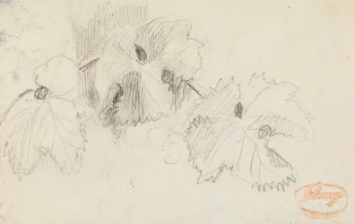 Étude des feuilles 1
