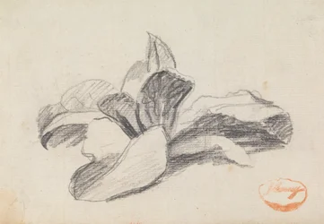 Étude des feuilles 2