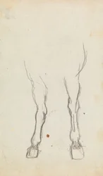 Étude des membres antérieurs d
