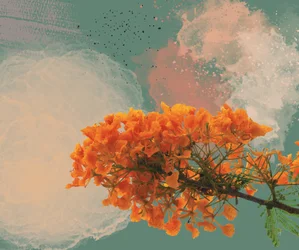 Poinciana royal « El Flamboyan »