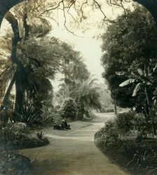 Sentier dans le Queens Park, Brisbane, Australie, vers 1909
