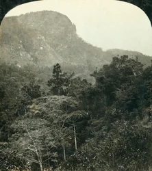 Végétation tropicale dans les gorges de la rivière Barron, Cairns, Queensland, Australie